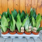 Svokrin jazyk (Sansevieria trifasciata) ´MOONSHINE´ - výška 35-40 cm , kont. C1L 